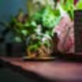 NCYPterrarium page avatar